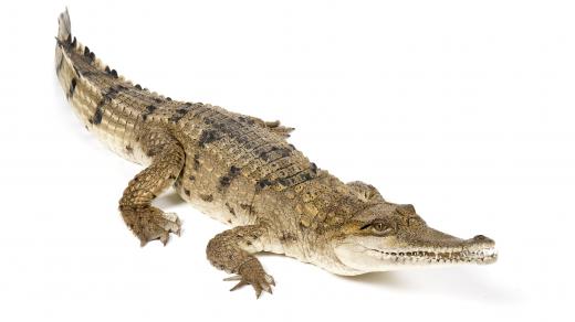 A crocodile, from the crocodilia order.