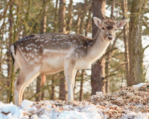 Fauna may refer to the wildlife of a certain environment.