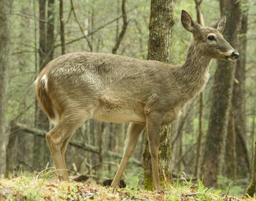 Most of the planet Earth is actually considered the biosphere, especially where animals and plants flourish.