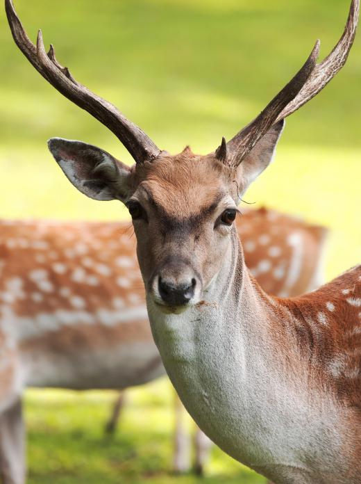 Deer are one type of animal that used to be in the Doggerland.