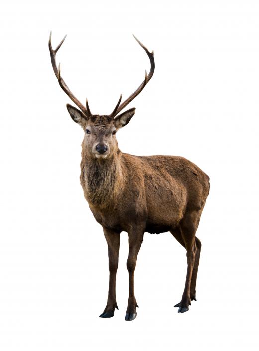 Deer thrived during the Neogene period.