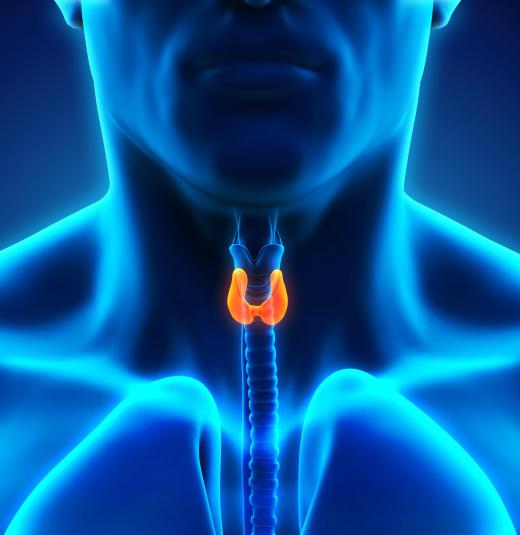 Without iodine, the thyroid gland would become enlarged and stop functioning.