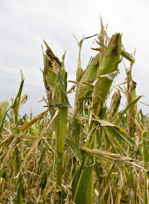 Breeding may help make corn crops more resistant to drought.