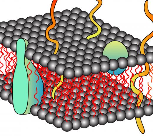 A cell membrane separates one charge on the cell's interior from another charge on the cell's exterior.