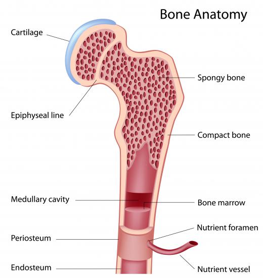 Medical illustrators create diagrams of anatomical systems and structures.