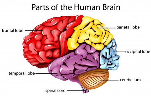 Larger frontal lobes tend to result in larger IQ's.