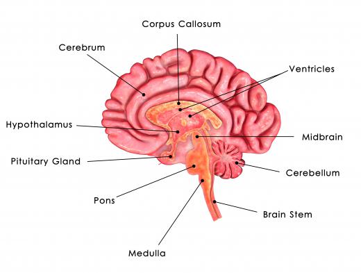 Vasopressin is a hormone formed in the hypothalmus and secreted by the pituitary gland.