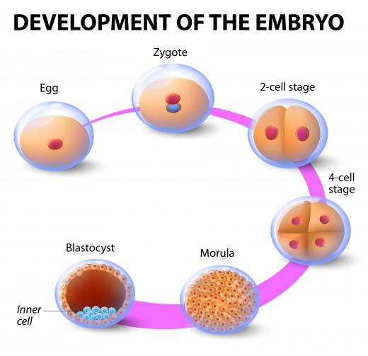 If a zygote is viable, it will go on to develop into a blastocyst.