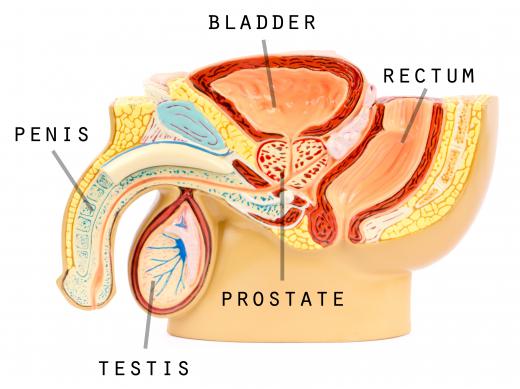 Acid phosphatase is in the greatest concentration in the prostate.