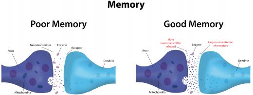 Acetylcholine receptors play an important role in the autonomic nervous system.