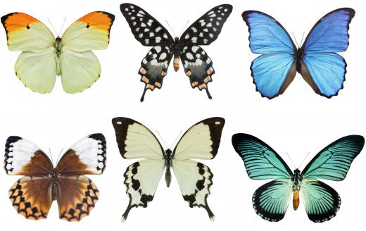 An entomologist who studies butterflies is called a lepidopterist.