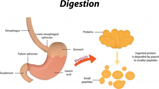 Proteins are large molecules and their digestion has a number of steps, beginning in the stomach by pepsin.