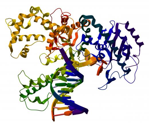 DNA strands, which are unzipped by helicase enzymes, separate in order to replicate.