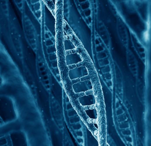 Useful genetic information found in DNA codes for a corresponding protein.