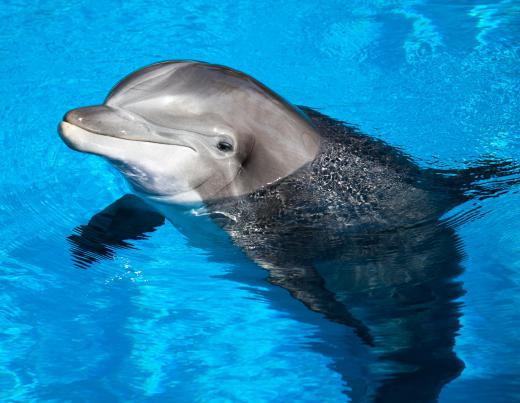 Dolphins are placental mammals.