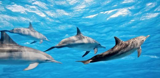 Some dolphin species live in the Great Barrier Reef.