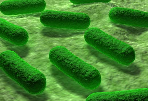 Recombinant plasmids were first developed in the lab rat of the bacterial world, Escherichia coli.