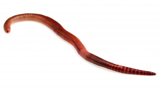 Earthworms are a type of invertebrate.