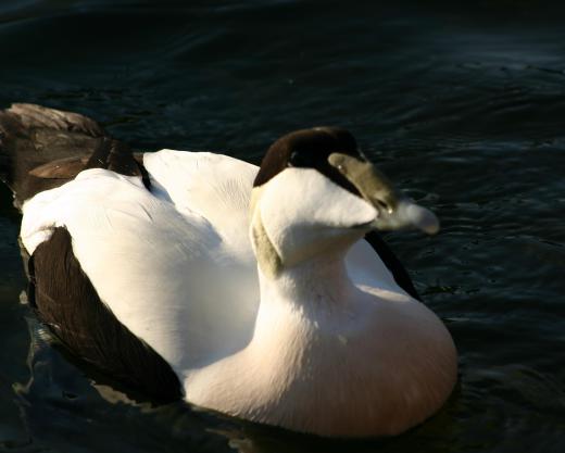 Birds like eider ducks typically make their nests in coastal areas.