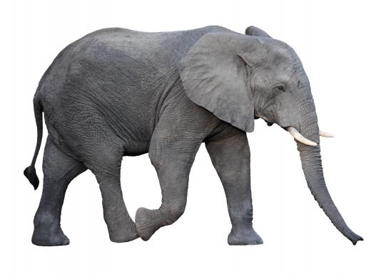 African elephant is the common name of Loxodonta africana.