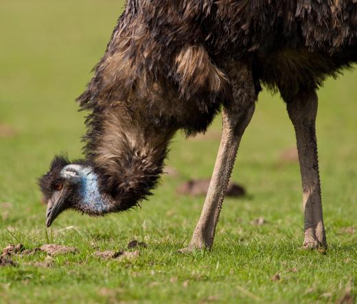 Flightless birds like emus are considered ratites.