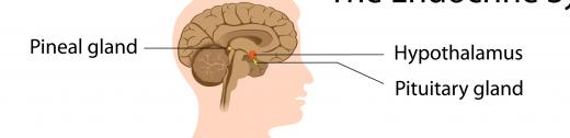 Until the 60s, the pineal gland was thought to be a phylogenetic relic.