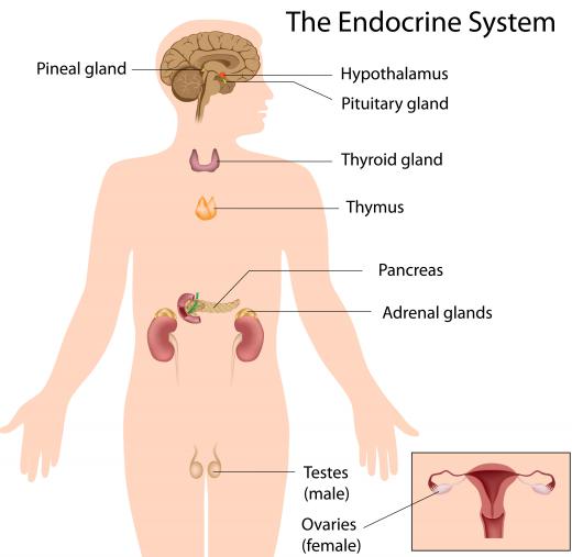 The endocrine system is responsible for producing and regulating hormones in the bloodstream to control bodily functions.