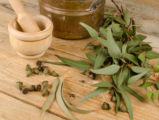 Eucalyptus oil is commonly used in steam distillation.