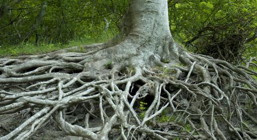 A root system.