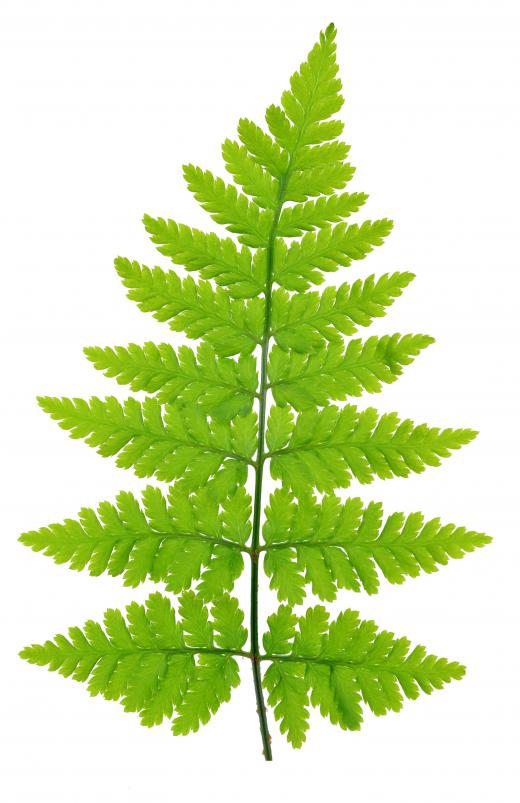 Ferns are plants that do not produce seeds.