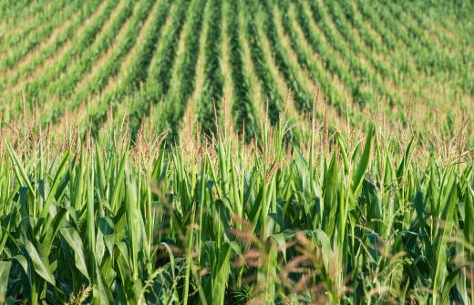 Agronomics is specifically focused on field crops such as corn.