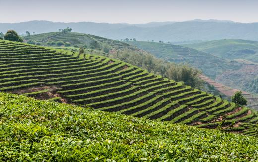 Runoff from farmland may contain pesticides or fertilizer used on the crops.