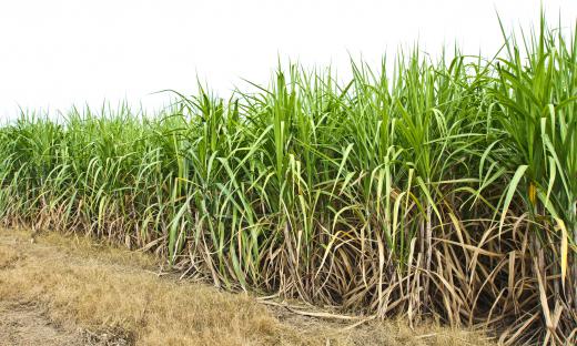 The sugar derived from sugar cane is sucrose.