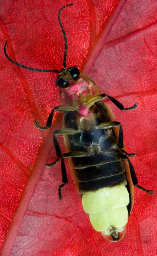 Fireflies are a type of bioluminescent beetle.