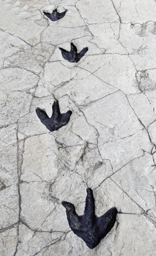 Fossilized footprints can reveal information about an extinct animal's behavior.