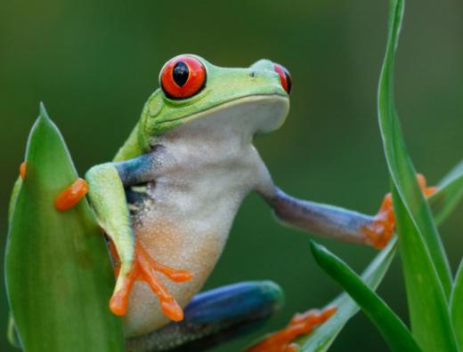 Frogs are sometimes found in amber.