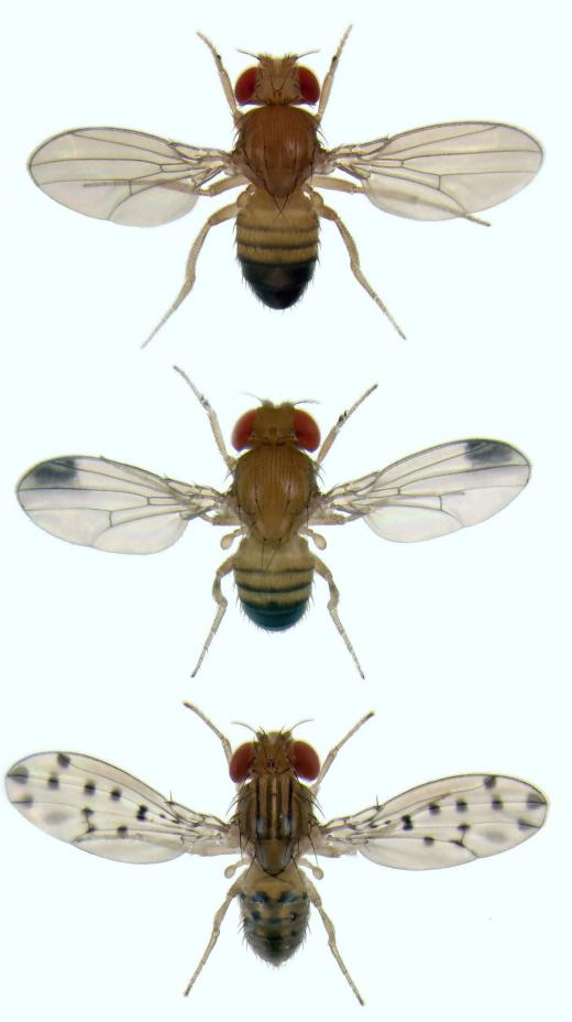 Fruit flies are often used to study chromosomes.