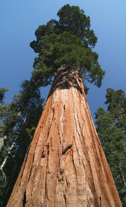 Trees have large vascular systems.