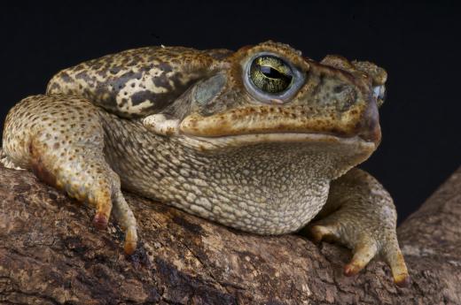 Most amphibians, such as the toad, are fairly small.