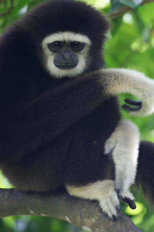 Gibbons are a lesser type of ape.