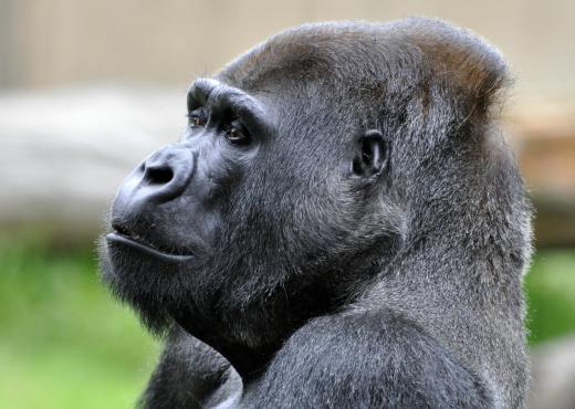 Gorillas are one of the "great apes."