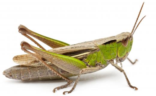 The grasshopper is in the Neoptera group.