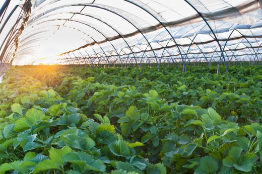 Greenhouse glass works by letting in energy from sunlight and then trapping it inside.