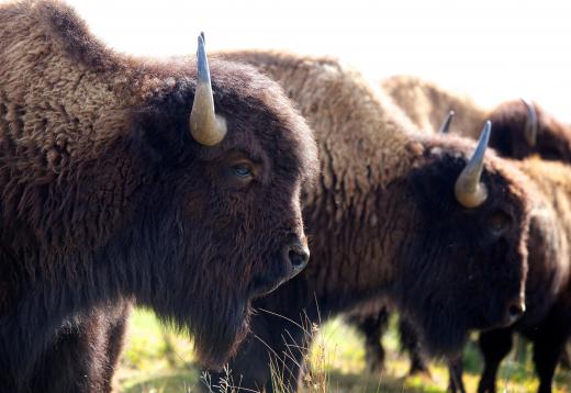 Cave paintings typically pictured bison.