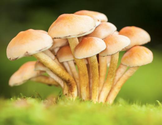 Fungal colonies are a type of superorganism, although it can be difficult to determine whether a large fungi is a single organism or several separate entities.