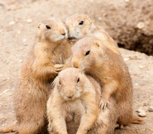 Prairie dogs work cooperatively to spot predators.