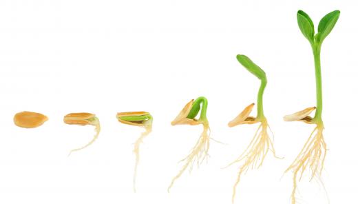 Ethylene can influence seedling development.