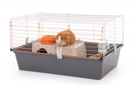 Guinea pigs used in scientific experiments are raised to be genetically pure.