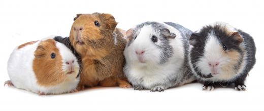 Guinea pigs were often used in laboratory experiments.