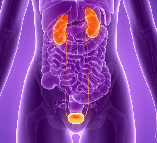 Kidney failure negatively impacts one's ability to absorb a medication.